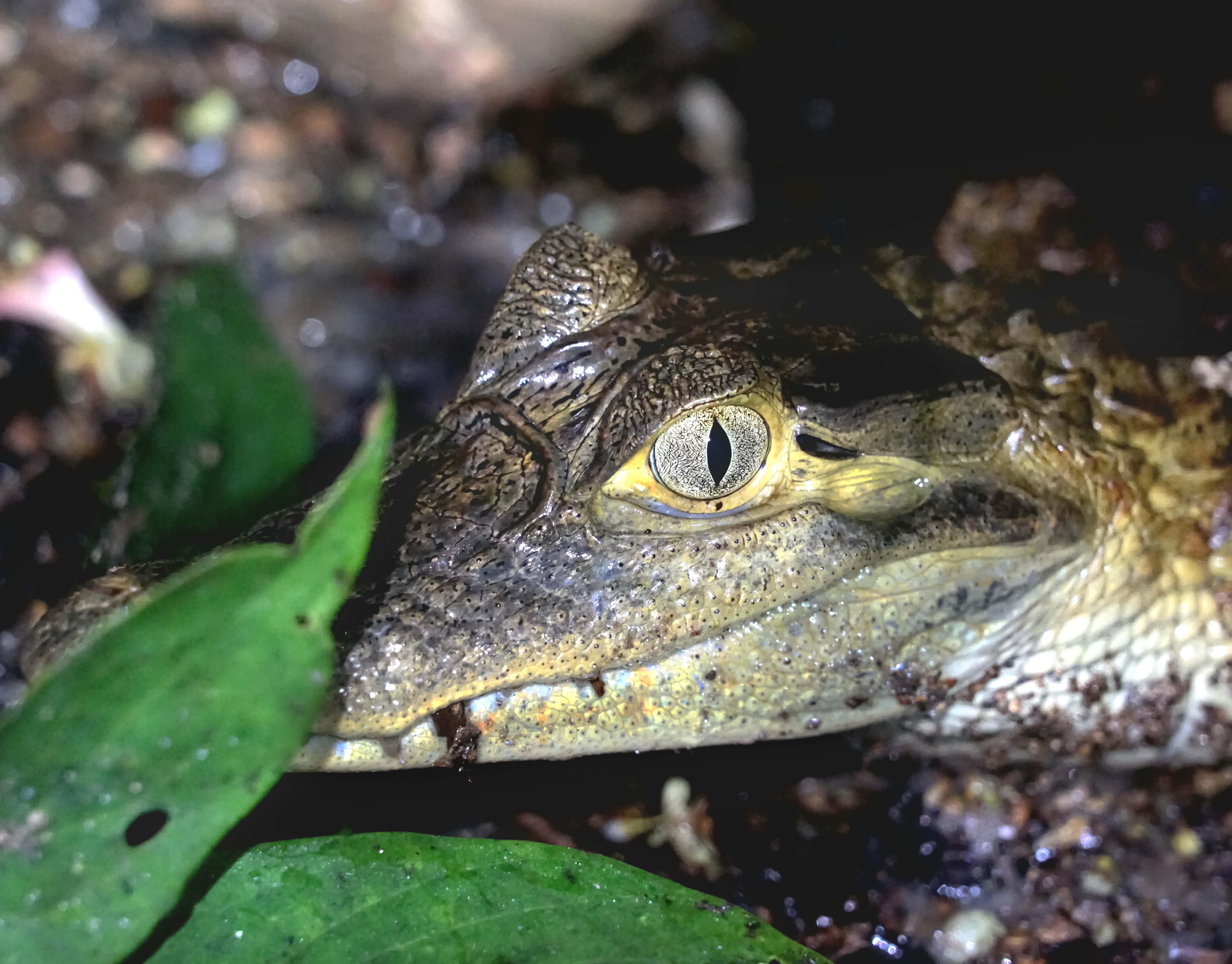 Close-up of a caiman resting among leaves in the Amazon rainforest ecosystem of Peru.