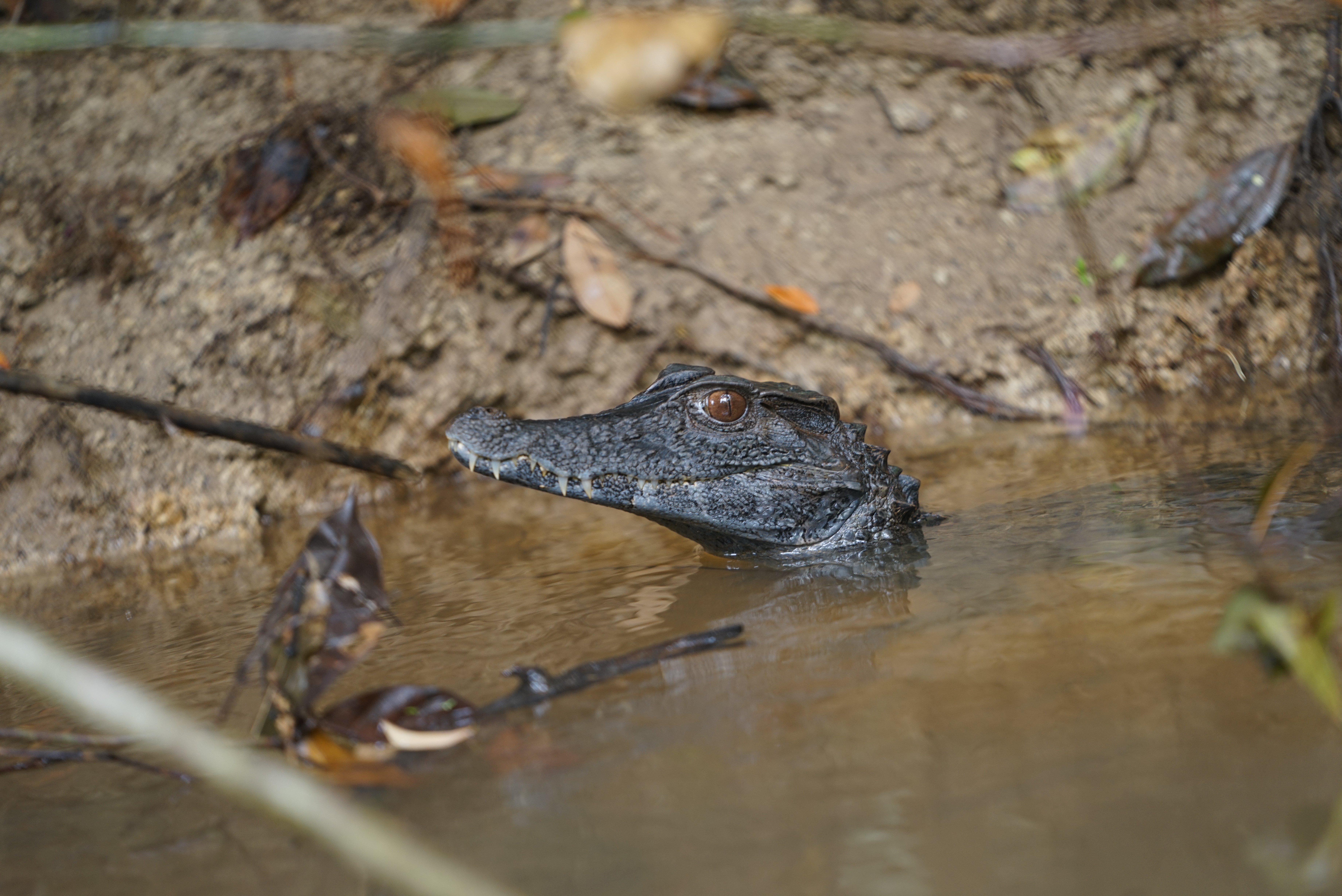 Small caiman resting in shallow Amazon rainforest waters in Peru.