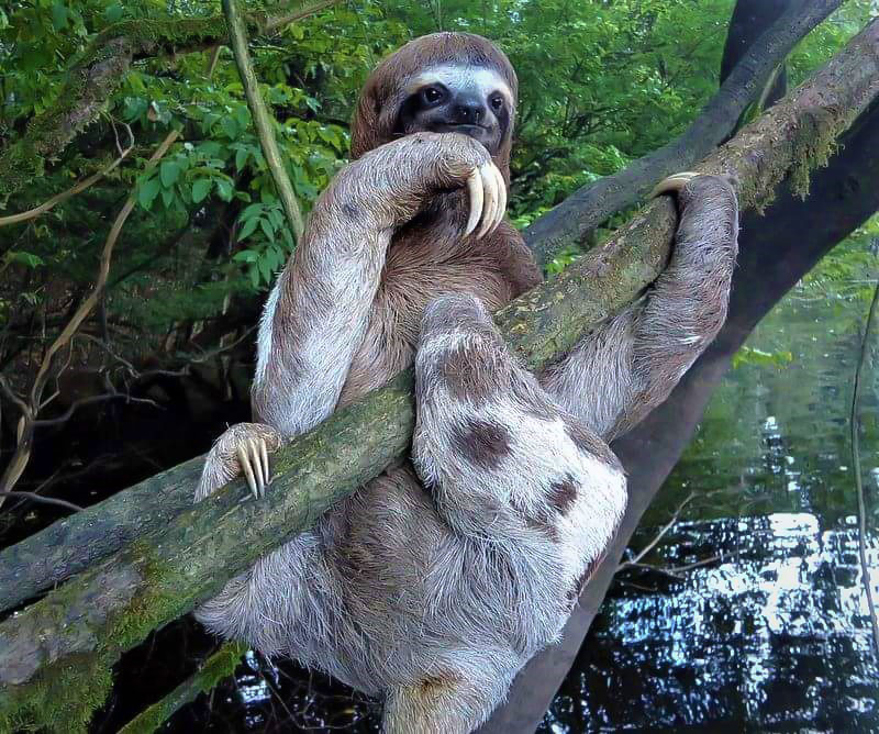 Three-toed sloth resting on a tree branch in the Amazon rainforest near Selva Wild Lodge.