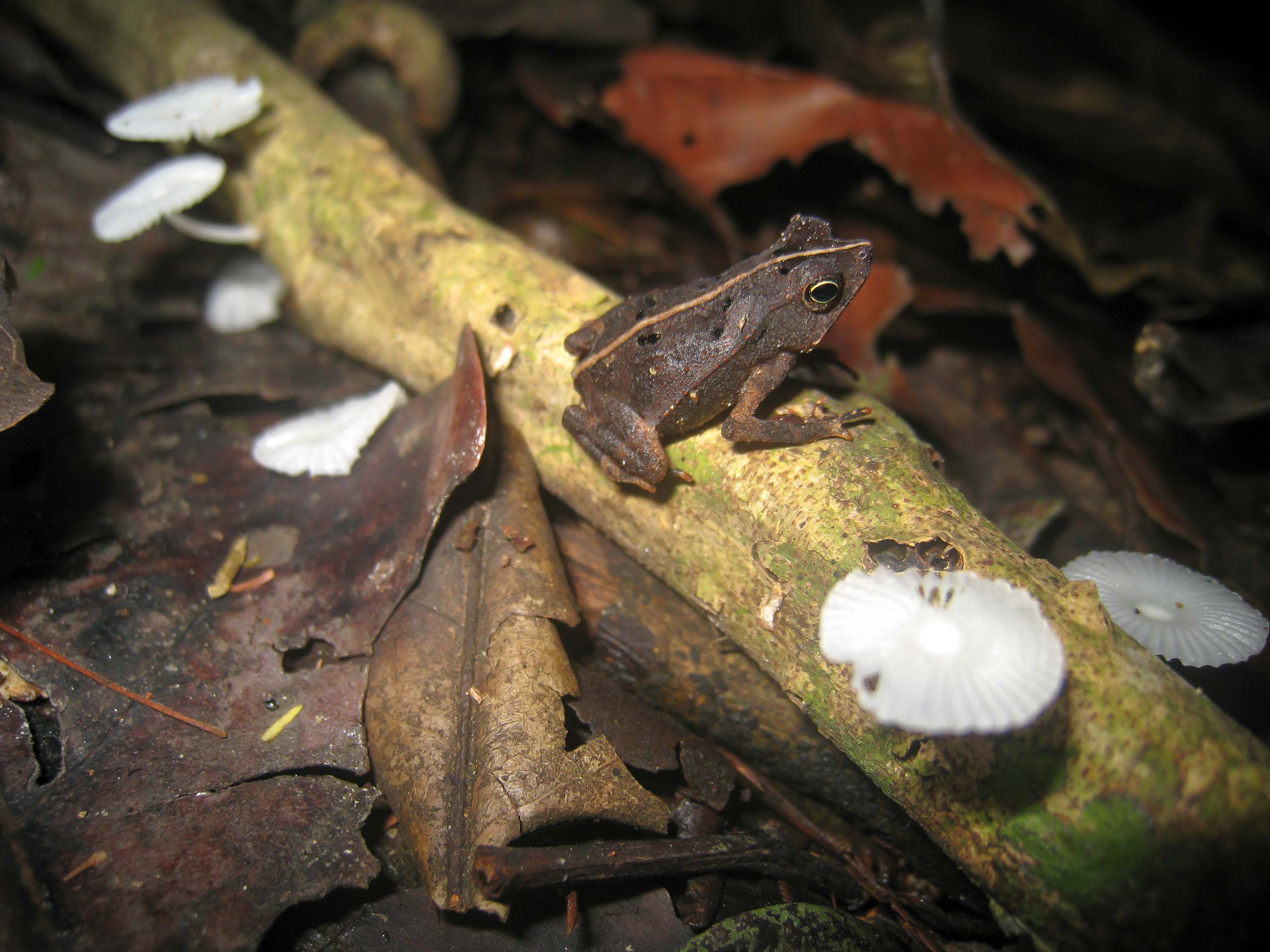 Small rainforest frog camouflaged among leaves on the Amazon forest floor in Peru.